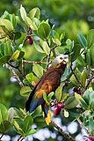 St. Vincent Parrot